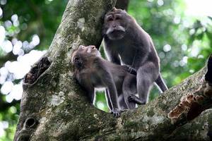 Monkeys Having Sex - Share this: