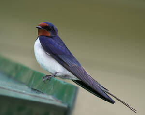 mature forced swallow - Barn swallow - Wikipedia