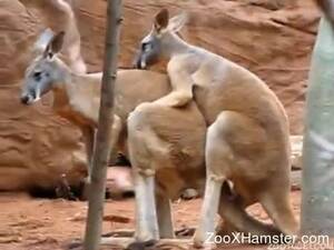 3d Kangaroo Porn - Kangaroo Porn