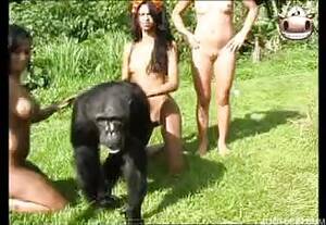 Monkey Porn Bestiality - Monkey Porn - Videos - All Bestiality in one place