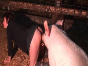 Fuck Pig Porn - A Pig - Horse and Dog fucks a young wife in Farm or Woman Sex Boar Or Pig,  The Best Animal Fuck | HOMEMADE PORN VIDEOS at SheAmateur.com