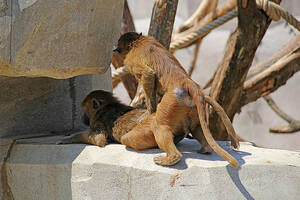 Monkeys Having Sex - Monkeys Having Sex on Man's Head Is Utterly Zoo-Larious