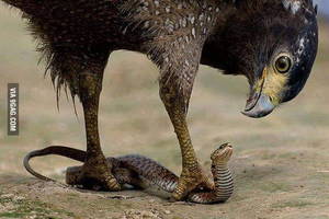 Golden Eagle Porn - Golden eagle eating a snake.