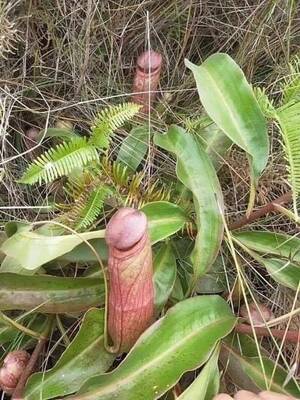 big cock nudists - Carnivorous pitcher plant (Nepenthes Holdenii) : r/Damnthatsinteresting