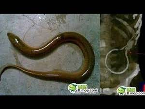 Eel In Ass Porn - Weird Fetish: Eel Gets Stuck In Man's Ass