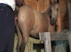 Mini Mare Pussy - Man fucks mini mare Gaybeast.com - Dude and animal Porn - MadnessPorn  Extrem Sex