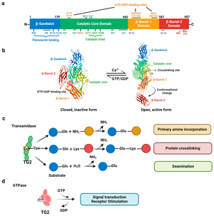 Girlsdoporn E327 - IJMS | Free Full-Text | Pathogenetic Contributions and Therapeutic  Implications of Transglutaminase 2 in Neurodegenerative Diseases