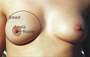 no tits just nipples - Breast - Wikipedia