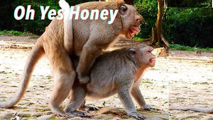 Monkeys Having Sex - Monkey Sex - YouTube