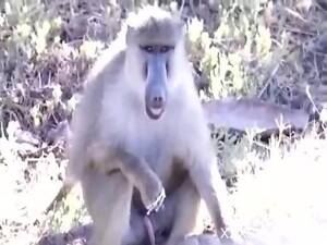 Baboon Porn - Horny baboon masturbates while horny guy films him