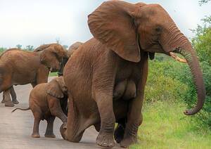 Elephant Fucks A Woman Porn - Female Elephants have breasts. Unlike most other mammals (with the  exception of primates) a female Elephant's mammary glands are located on  their ribcage and are quite human-like. They are at their fullest