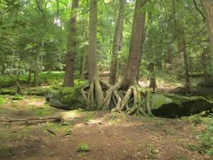 Nature In The Woods Porn - Tree Porn