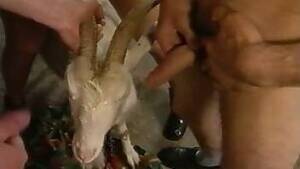 Goat Blowjob - goat Animal Porn