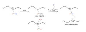 Girlsdoporn E327 - Acyl transfer mechanisms of tissue transglutaminase - ScienceDirect