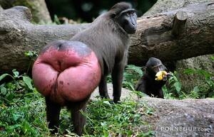 Baboon Porn - Baboon has a huge red ass - Porned Up!
