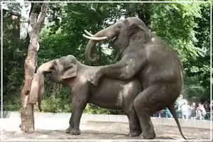 Elephant Fucks A Woman Porn - How do elephants have sex? - Quora