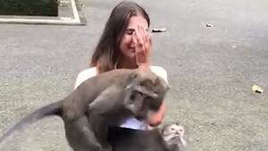 Monkeys Having Sex - Watch: Monkeys have sex on woman's knee | Metro Video