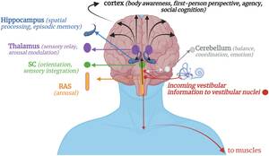 Breanne Benson Forced Sex - Frontiers | The brain-body disconnect: A somatic sensory basis for  trauma-related disorders