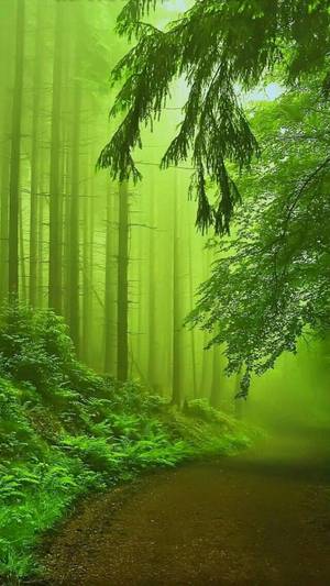 Nature In The Woods Porn - Beautiful woods - hibert ng - Google+
