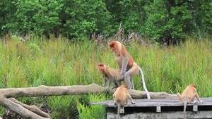 Monkeys Having Sex - Proboscis Monkeys Have Mating Sex Stock Video Footage by Â©richcarey  #381006352