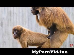Baboon Porn - BABOON HAVING SEX ! from bp sex www Watch Video - MyPornVid.fun