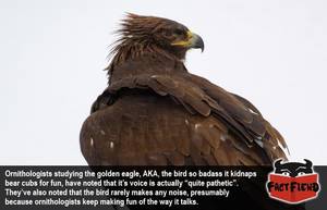 Golden Eagle Porn - The Golden Eagle Sounds Like a Puppy - Fact Fiend