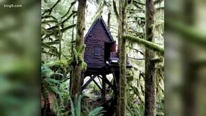 Nature Woods Porn - Child porn found cabin nestled in woods near North Bend