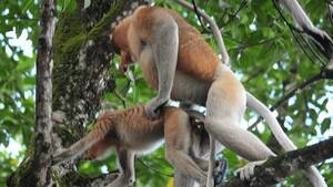 Monkeys Having Sex - Pair Proboscis Monkeys Mating Sex Stock Footage Video (100% Royalty-free)  17502664 | Shutterstock