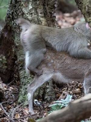 Monkeys Having Sex - Monkey Tries to Mate With Deer in First Ever Video