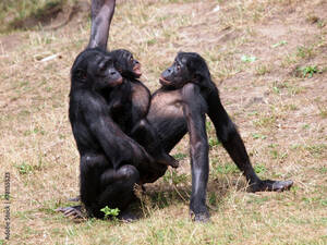 Monkeys Having Sex - Bonobo monkeys having sex Stock Photo | Adobe Stock