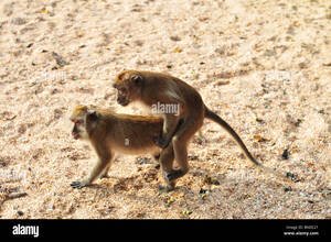 Monkeys Having Sex - Monkey, mating monkeys, small monkeys, monkeys having sex Stock Photo -  Alamy