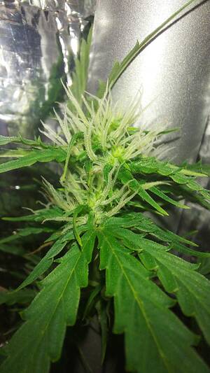 Cannabis - Daily Cannabis Porn pt.2 : r/farmhub