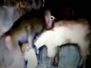 Deer Bestiality Porn - Rare zoo fetish video footage featuring a rogue monkey trying to fuck an  innocent deer - LuxureTV