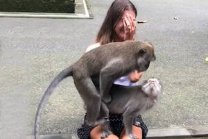 Monkeys Having Sex - Monkeys hump on tourist's lap in Bali, Indonesia, monkey forest