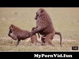 Baboon Porn - baboon love from www forest porn sex video wedding night xx Watch Video -  MyPornVid.fun