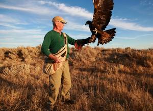 Golden Eagle Porn - Scott Simpson hunts with Maggie, his golden eagle, on Sunday, Oct. 14, 2012  north of Casper. Simpson is one of about 60 falconers licensed to possess  an ...