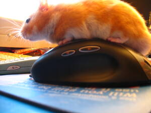 Hamster Porn - hamster porn | hamster and a mouse ?????????hummmmm | Nishma | Flickr