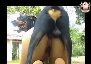 Girl Sex With Rottweiler - Latina animal lover allows rottweiler to nail her pussy