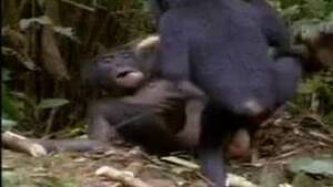 Monkeys Having Sex - monkey Animal Porn