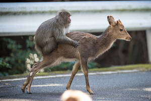 Deer Bestiality Porn - This monkey and deer have the hots for each other