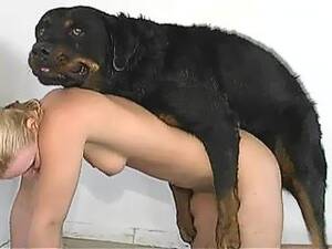 Girl Sex With Rottweiler - Dog Sex - Free Porn