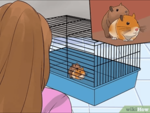 Hamster Porn - How to make sure your Hamster porn site is a success : r/disneyvacation
