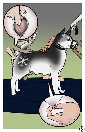 K9 Porn Comics - The Dog Show comic porn | HD Porn Comics