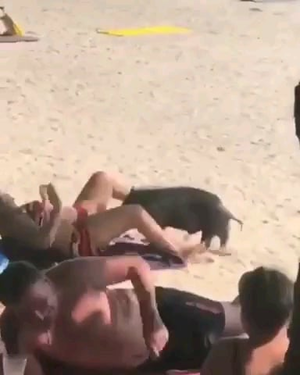 cfnm beach babes - Treasure hunt on the beach : r/funny