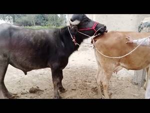 Buffalo Sex Porn - natural animal meeting|cow bull and buffalo|#hybridmating|#crossmeeting -  YouTube