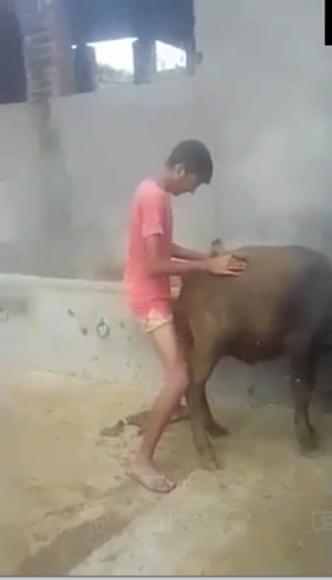 Buffalo Sex Porn - Video with a bastard eating a buffalo - Zoo Porn
