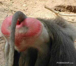 Baboon Porn - Heart shaped baboon ass - Porned Up!
