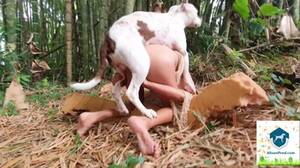 Extreme Bestiality - Bestiality Porn Extreme - Page 11 - JDForum.net