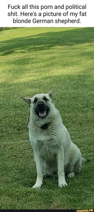 German Shepherd Porn - Fuck all this porn and political shit. Here's a picture of my fat blonde German  shepherd. wee 2 - iFunny Brazil