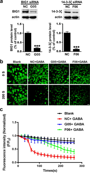 Girlsdoporn E327 - 14-3-3Î¶ Mediates GABAAR Activation by Interacting with BIG1 | Molecular  Neurobiology